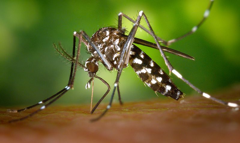 Información y consejos sobre el virus Chikungunya del mosquito tigre