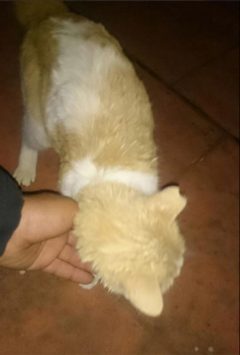 gata-atrapada-leganes01