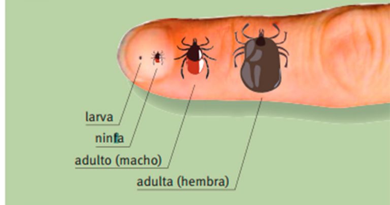 La Comunidad de Madrid informa de la detección de garrapatas trasmisoras de fiebre hemorrágica Crimea-Congo