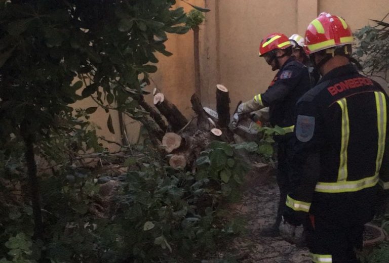 La caída de ramas pone en entredicho la gestión del arbolado, según CGT Althenia