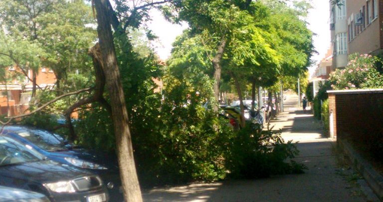 Las rachas de viento dejan varios árboles caídos en Leganés