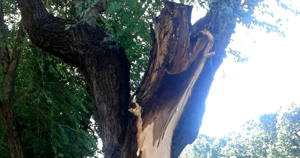 OlmoSiberianoPodridoLeganes2