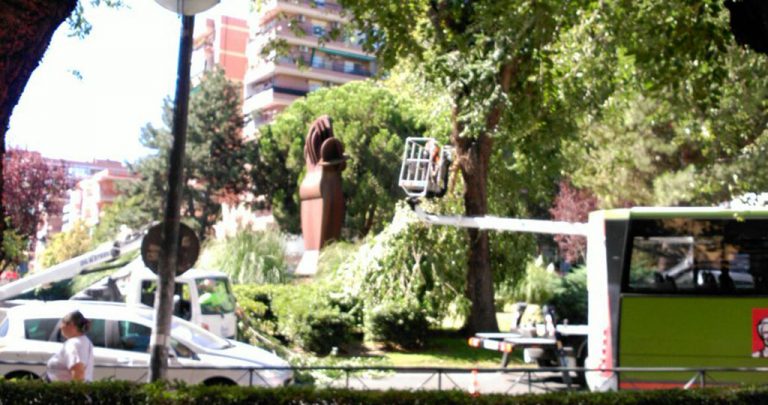 Una rama de olmo cae en una glorieta de la Avenida Juan Carlos I
