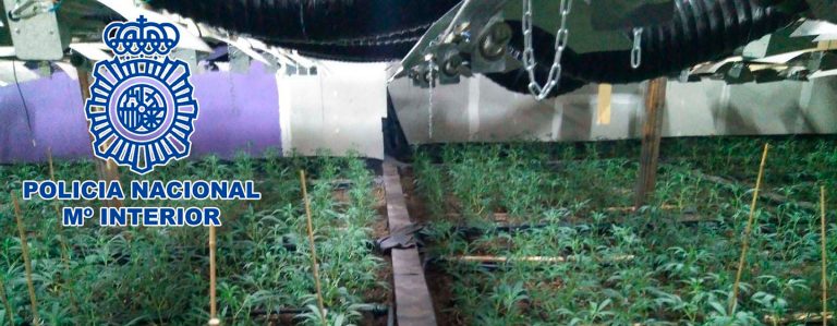La Policía Nacional desmantela en Leganés un invernadero clandestino con mas de 1.600 plantas de marihuana