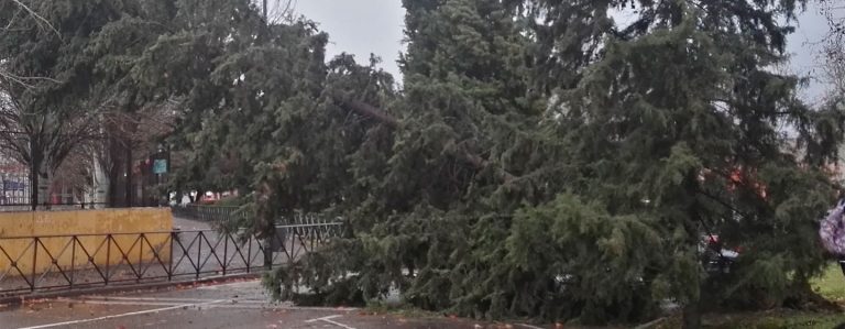 Cerrados cinco parques de Leganés ante el riesgo de caída de árboles
