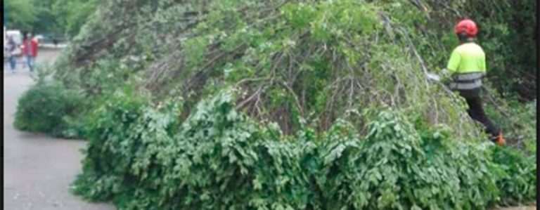 Una decena de árboles y 15 intervenciones de bomberos, el balance del temporal en Leganés