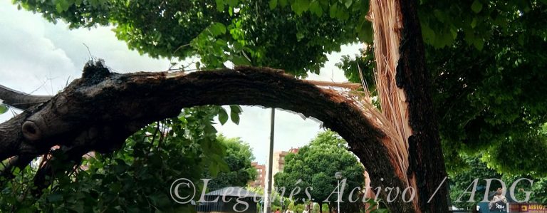 Las tormentas suspendieron varias actividades y dejaron árboles caídos en Leganés