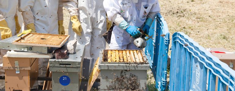 El Cuerpo de Bomberos de la Comunidad ha realizado más de 900 intervenciones este año por enjambres de abejas