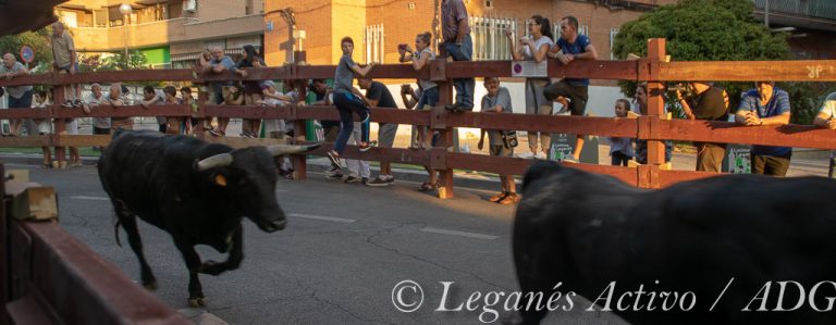 Segundo encierro rápido y limpio en las Fiestas de Leganés