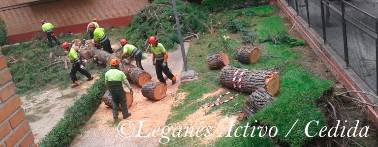 Cae un árbol de 20 metros después de que el Ayuntamiento fuera alertado de su mal estado