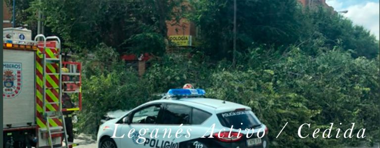 La rama de un árbol corta el tráfico en Avenida Doctor Martín Vegué