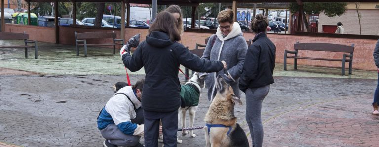‘Navidad responsable’, la campaña municipal para evitar el abandono de animales e impulsar la adopción