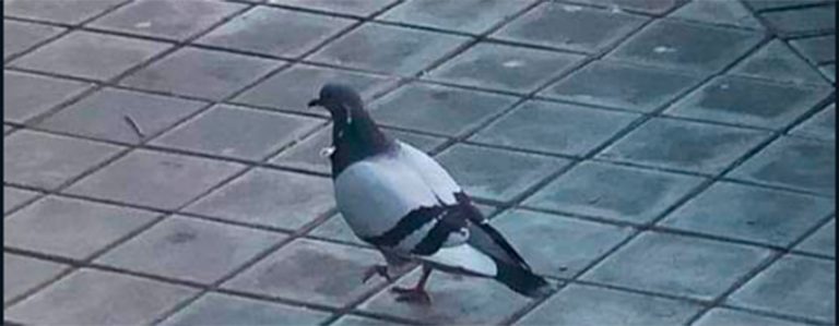 Denuncian disparos de dardos a palomas en Leganés