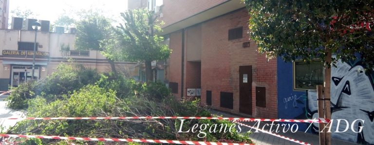 Denuncian una excesiva poda fuera de tiempo en El Carrascal de Leganés