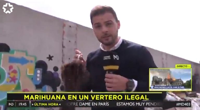 Descubren una plantación de marihuana abandonada en Leganés