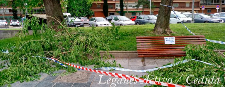 Vuelven a caerse dos ramas en la Avenida Juan Carlos I de Leganés