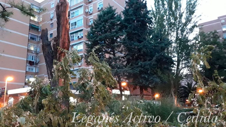 ULEG propone plantar 2500 árboles al año y la creación de un vivero para paliar la situación del arbolado en Leganés