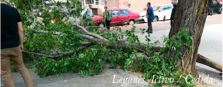 Un árbol cae en Zarzaquemada a centímetros de un carrito de bebé