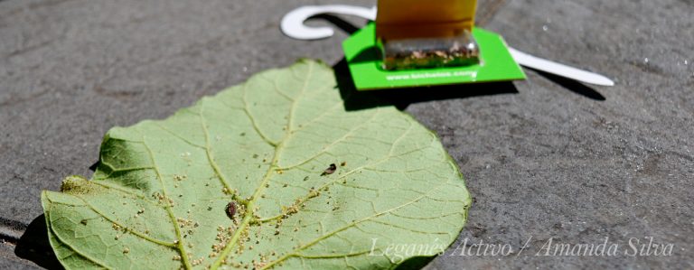 Mariquitas y aphidius para luchar contra el pulgón en Leganés