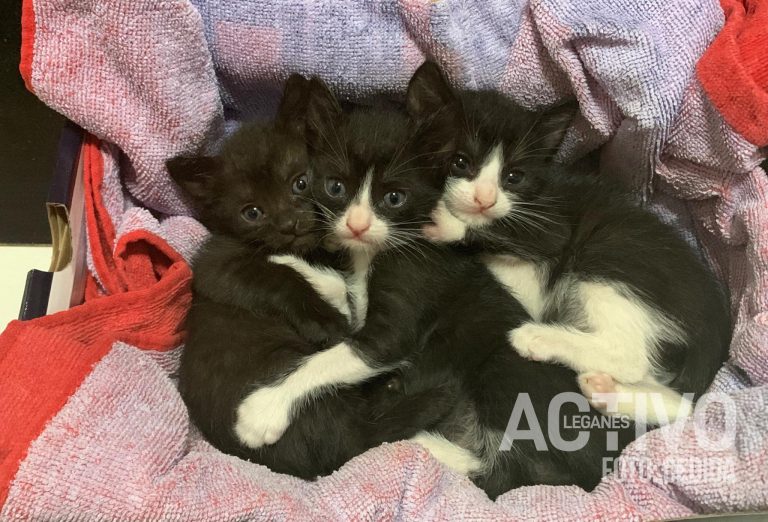 La bonita historia de tres gatitas rescatadas bajo la tormenta en Leganés