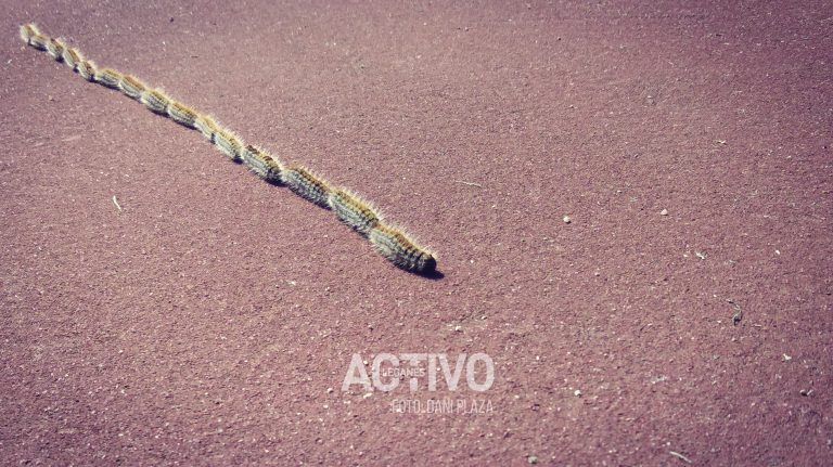 La Policía Nacional alerta: la oruga procesionaria se ha adelantado
