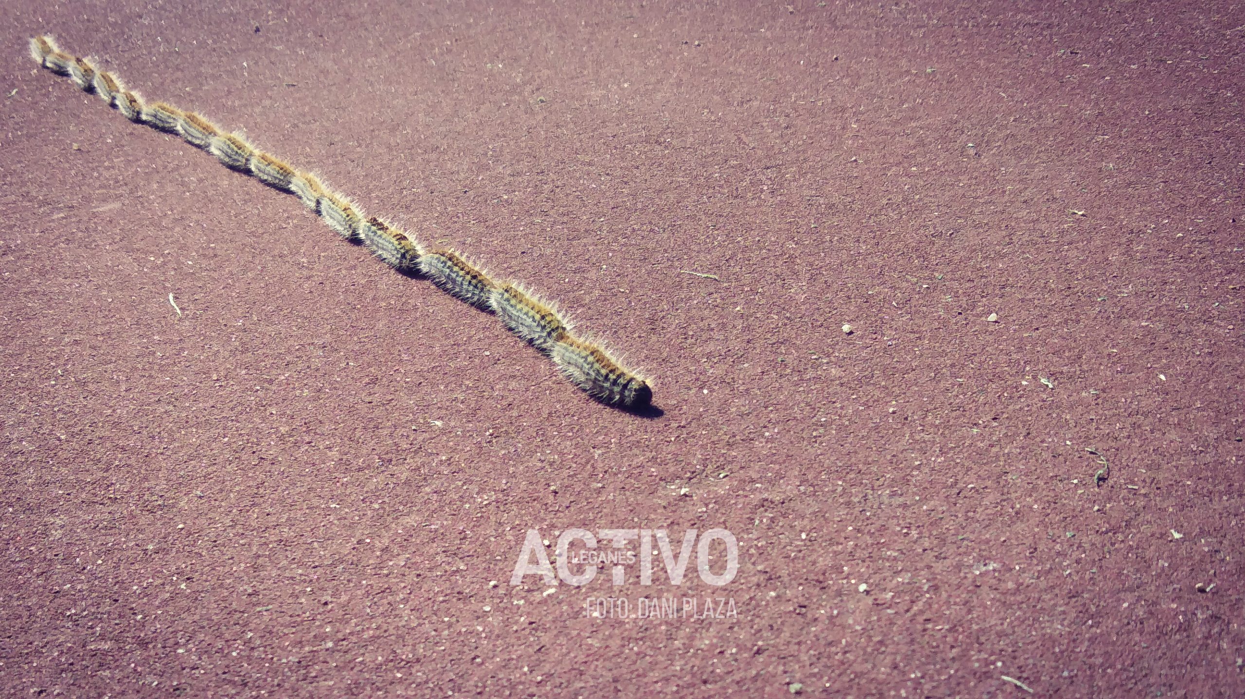 oruga procesionaria leganes