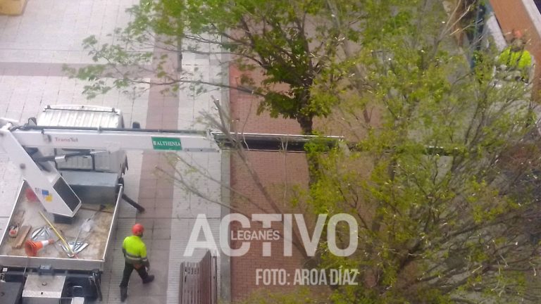 Más Madrid Leganés denuncia «podas indiscriminadas»