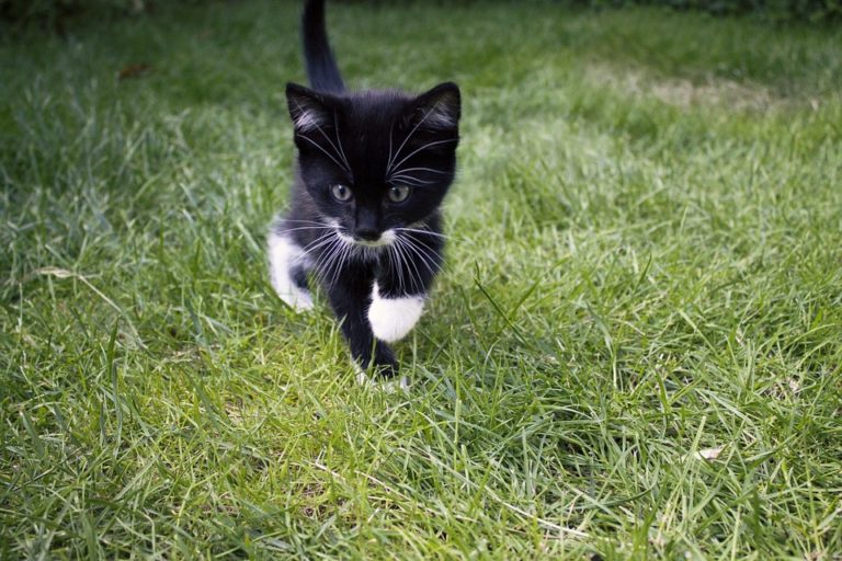 El Colectivo Animalista de Leganés denuncia el asesinato de una cría de gato en la calle