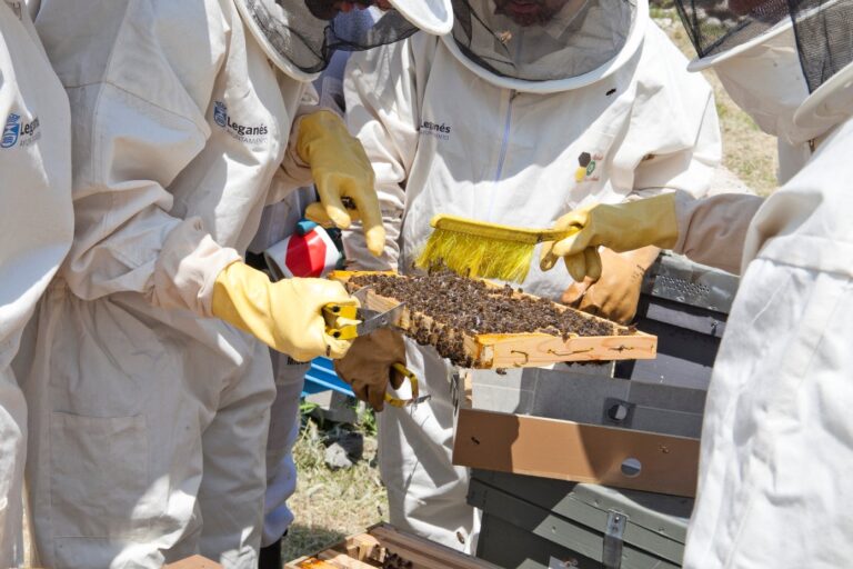 Leganés recuerda el trabajo en el Apiario Municipal en el Día Mundial de las Abejas
