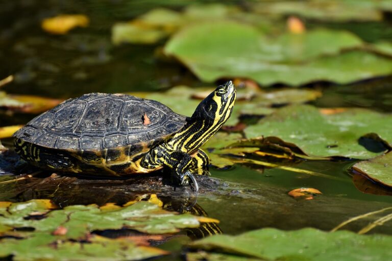 Aparecen tortugas deambulando por vías de Leganés