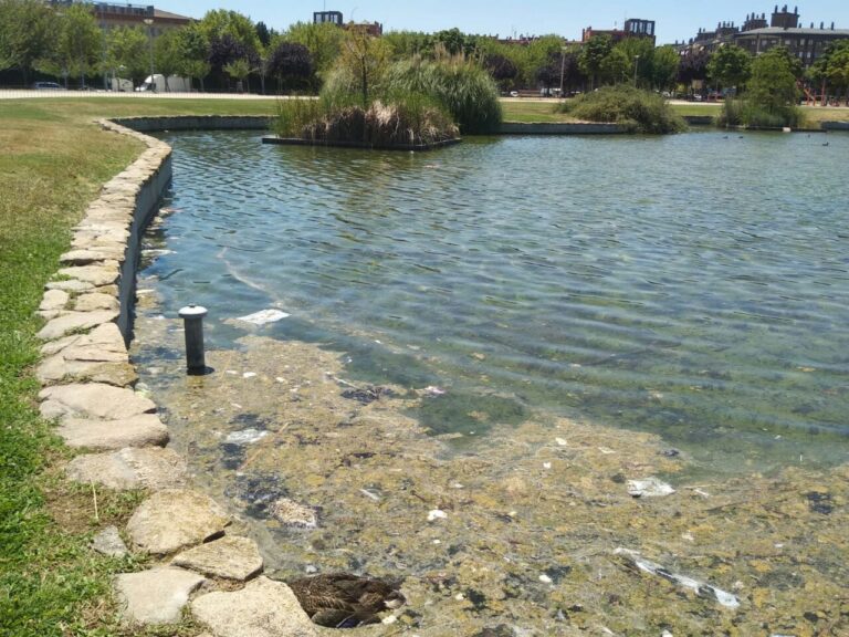 Hallan varios patos muertos en el Parque de la Hispanidad alertando de las malas condiciones