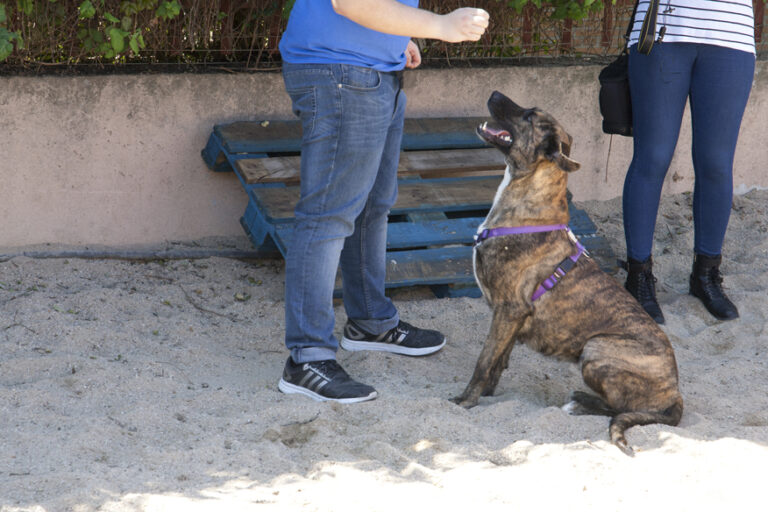 El Ayuntamiento de Leganés impulsa la adopción responsable en el Centro de Protección Animal