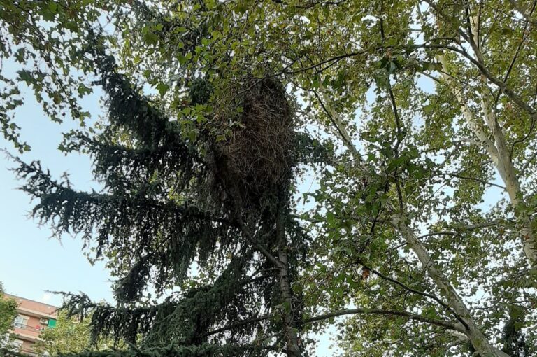 Peligro de derrumbe de un nido de cotorras en la Avenida Rey Juan Carlos I de Leganés