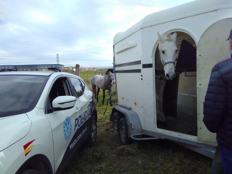 Rescatados dos caballos ‘con signos de malnutrición’ en Leganés