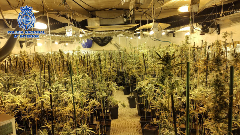 Desmantelada una plantación de marihuana con 148 plantas en Leganés