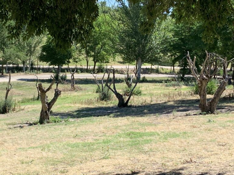Ecologistas en Acción critica la abusiva tala de árboles: «No se reponen los árboles talados»