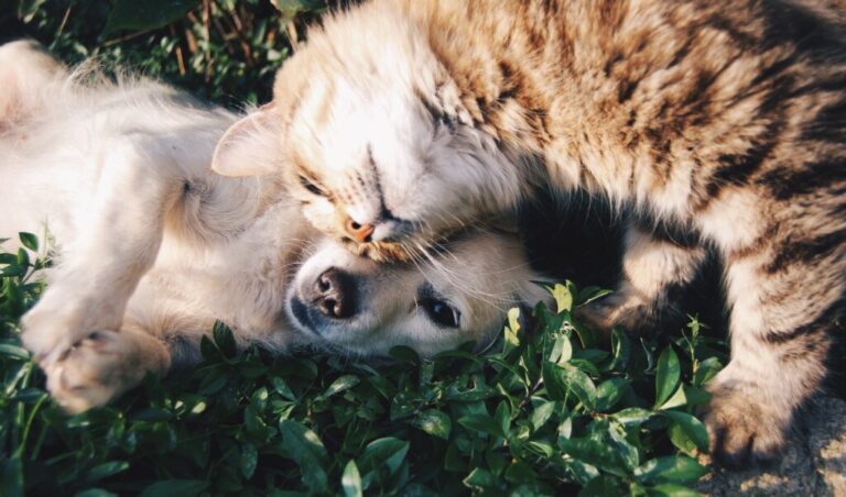 El abandono animal en el Día Internacional de los Animales sin hogar