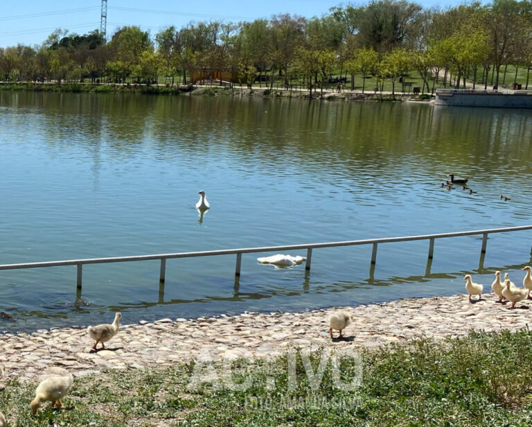 Detectado un nuevo caso de gripe aviar en el Parque de Polvoranca: un ganso del Nilo