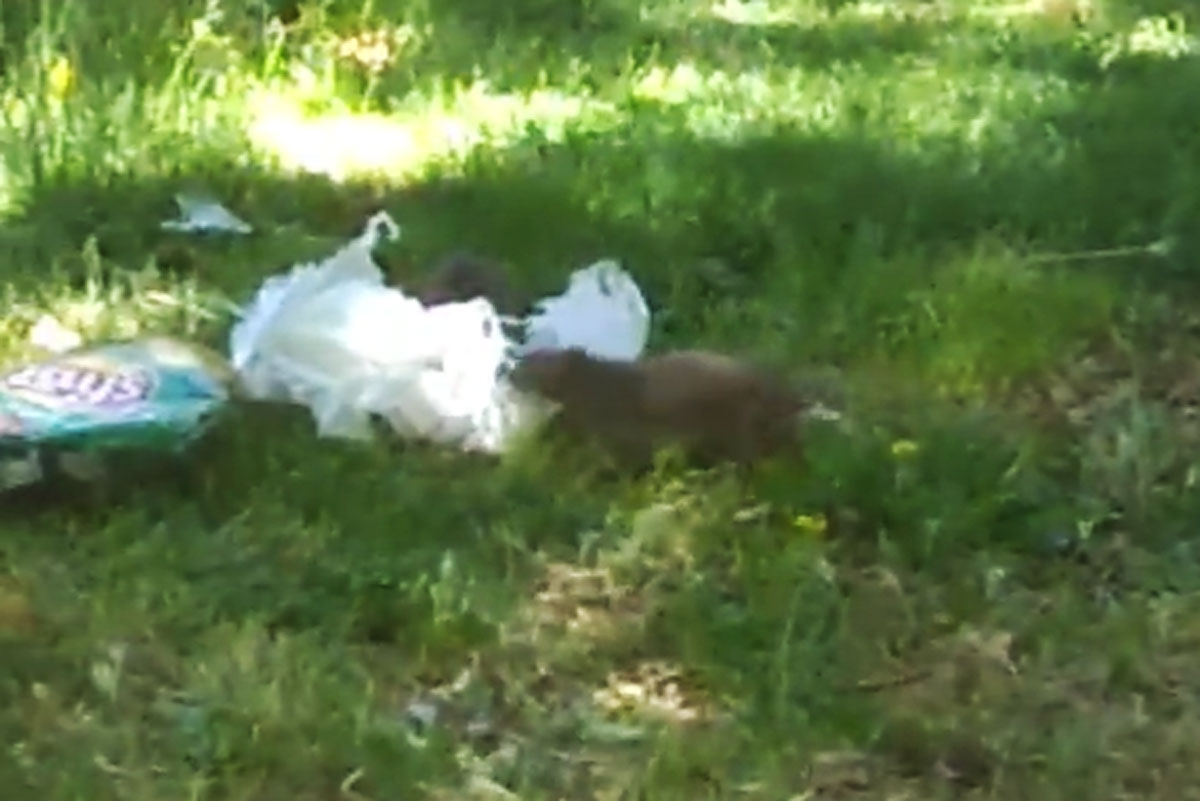 ratas en leganes