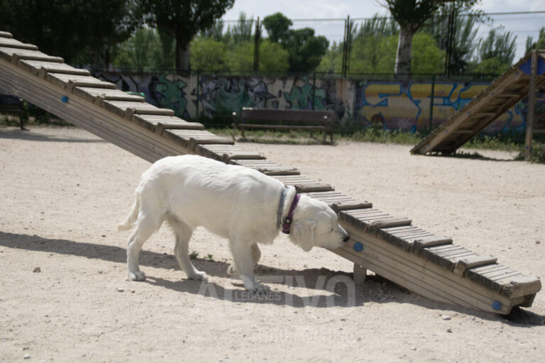 Sanciones de hasta 10.000 € por no recoger los excrementos de los perros en Leganés