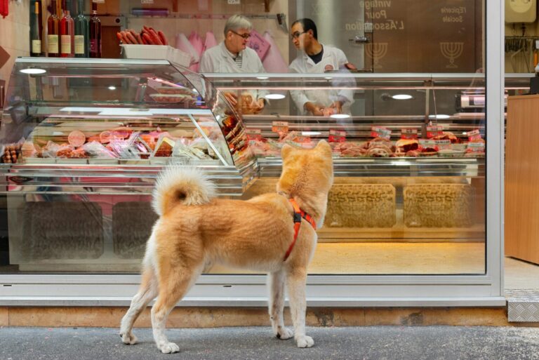 ¿A qué bares y tiendas puedo ir con mi perro en Leganés?
