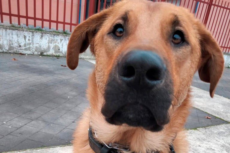 Travis, el cachorro de Leganés que busca hogar