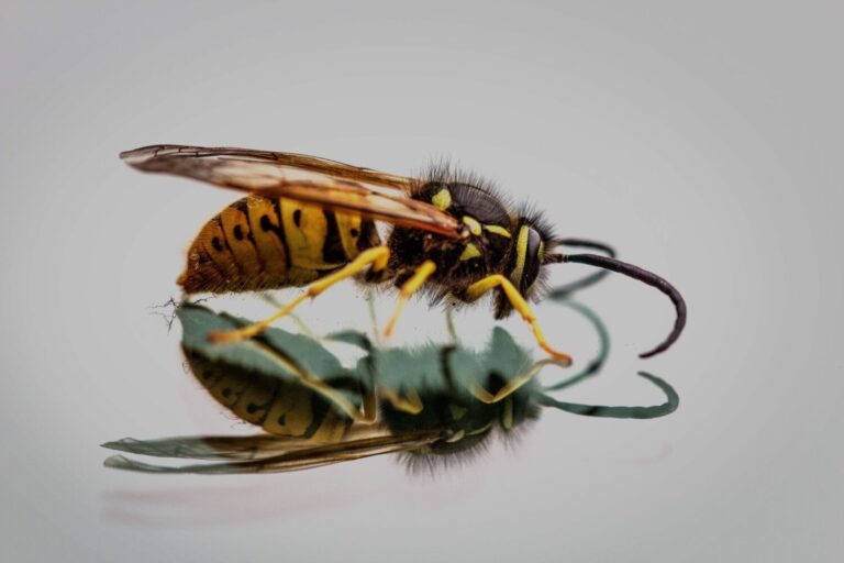 ¿Cómo identificar a la avispa asiática, más agresiva que la común?