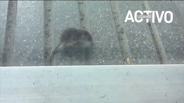 ratas en el carrascal