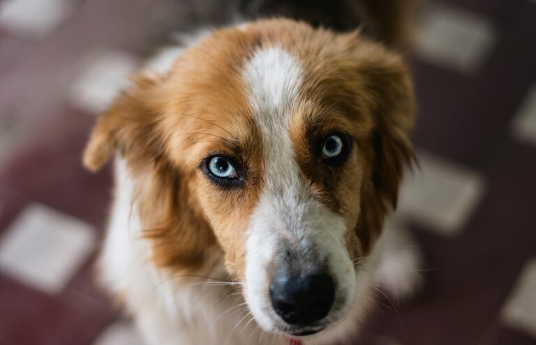 Cinco consejos de expertos para ayudar a tu perro con los petardos