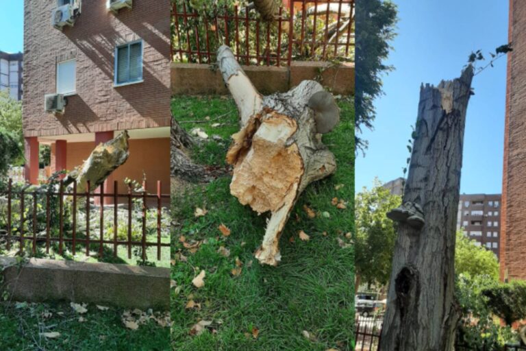 El calor saca a relucir los problemas en el arbolado de Leganés