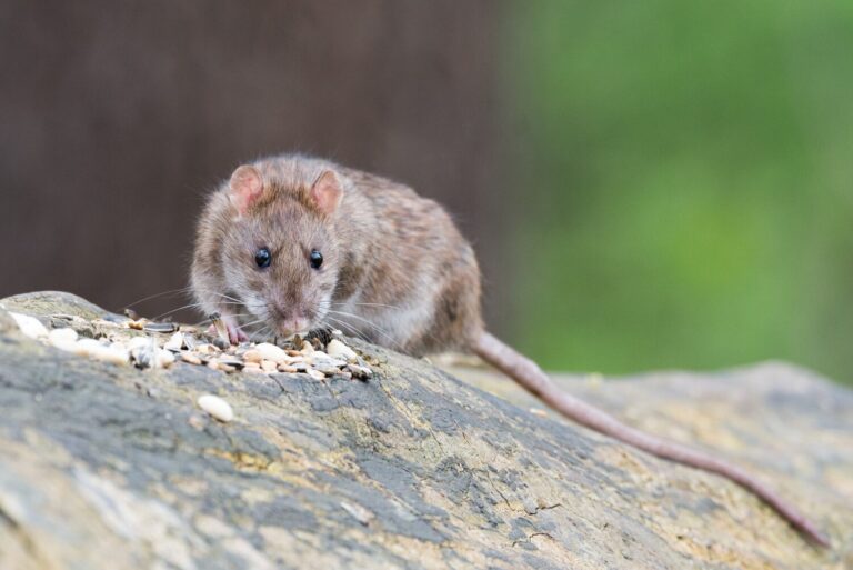 Las ratas vuelven a Leganés: captadas correteando por los árboles