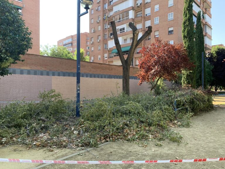 La tala de árboles de Leganés «para evitar males mayores»