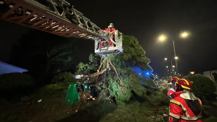 bomberos arbol caido