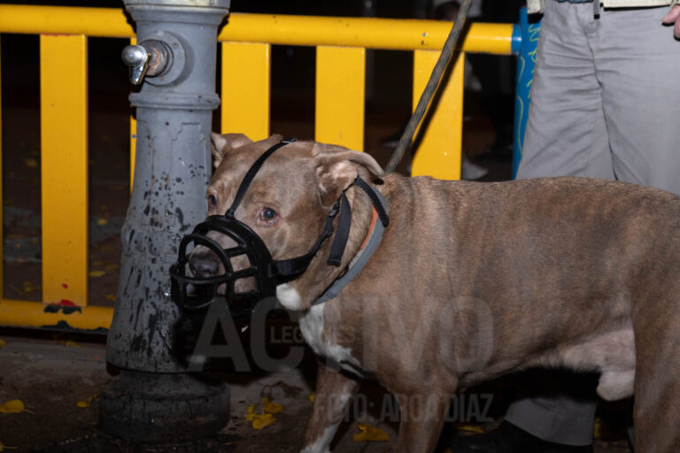 Intensifican los controles a los perros en Leganés: estos son los motivos de multa